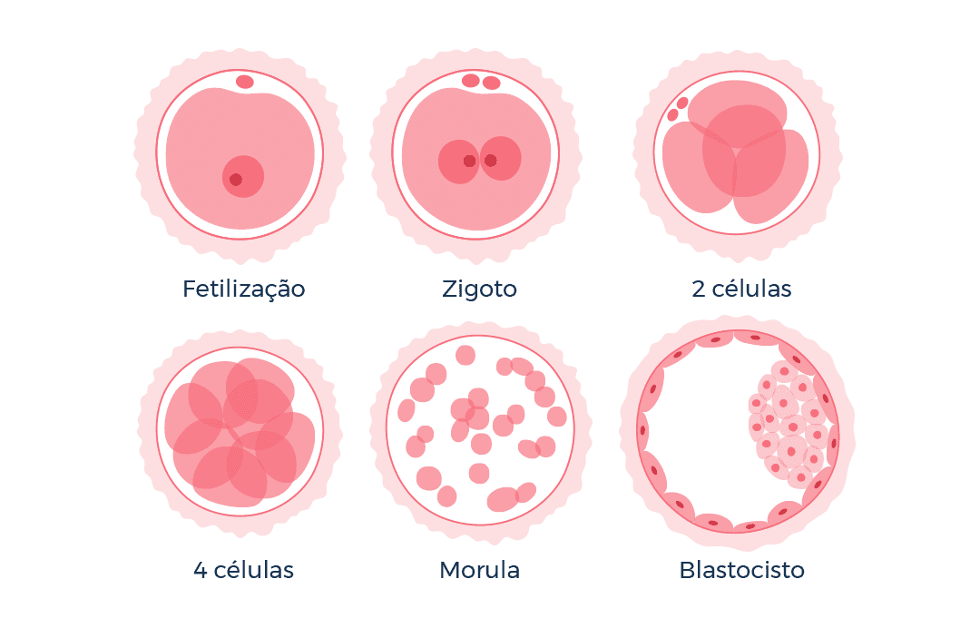 Classificação Embrionária
